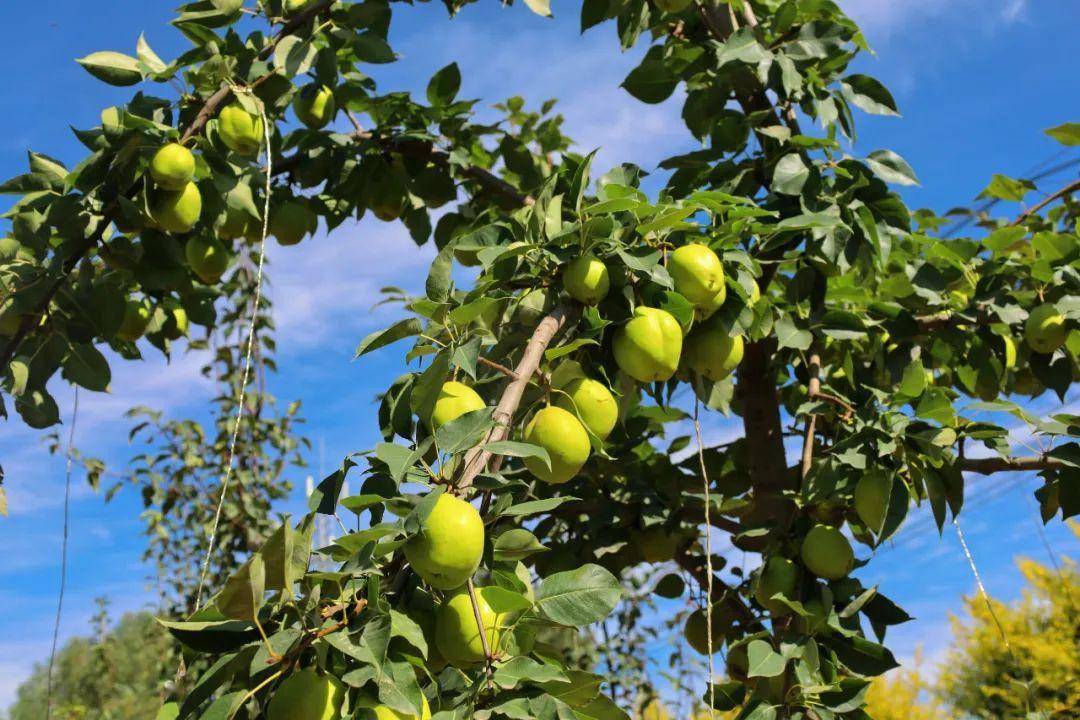 高台县巷道镇:硕果满枝梨飘香 喜获丰收笑意扬_酥梨_发展_特色