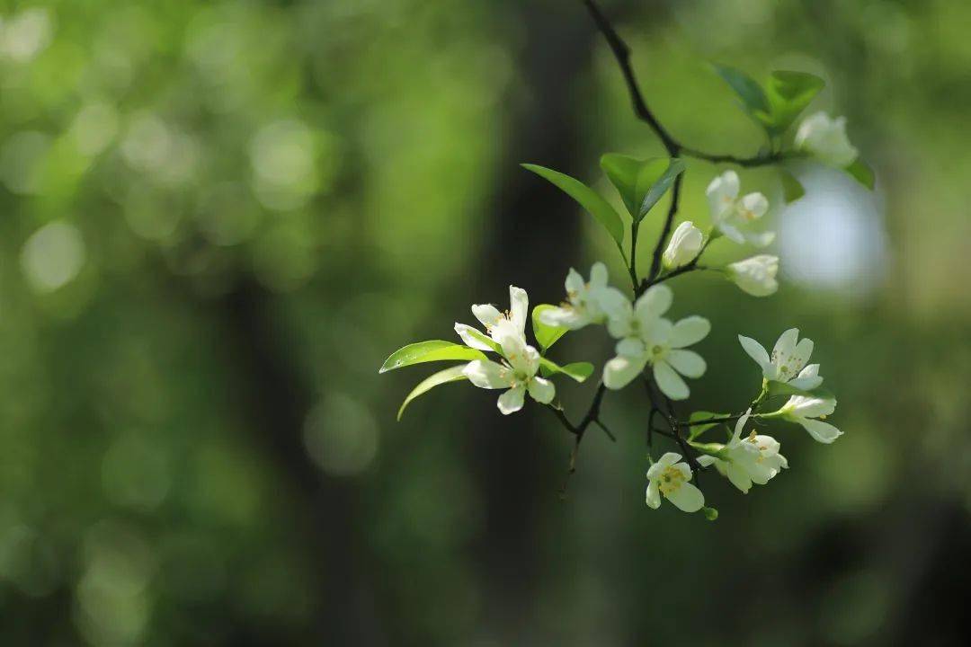 你知道吗 平和居然还有这么多种味道 奇兰 生活 芦溪