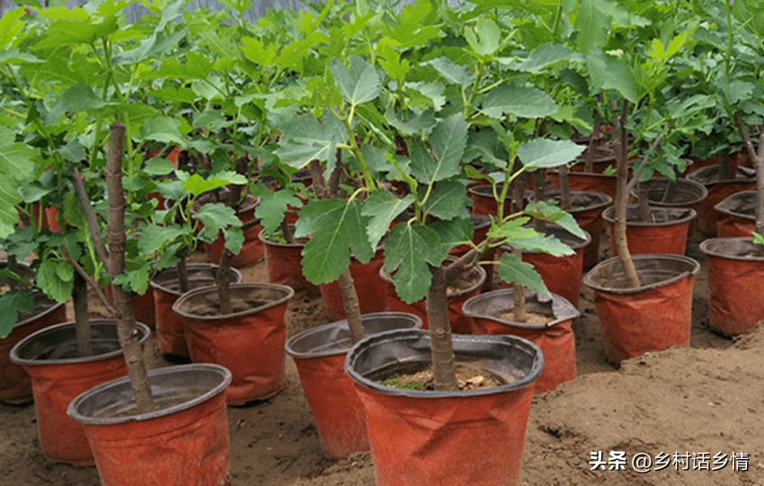 种植蔬菜施肥有五忌 切莫乱用乱施 不但没效果 还有反作用 肥料 菌肥 根系