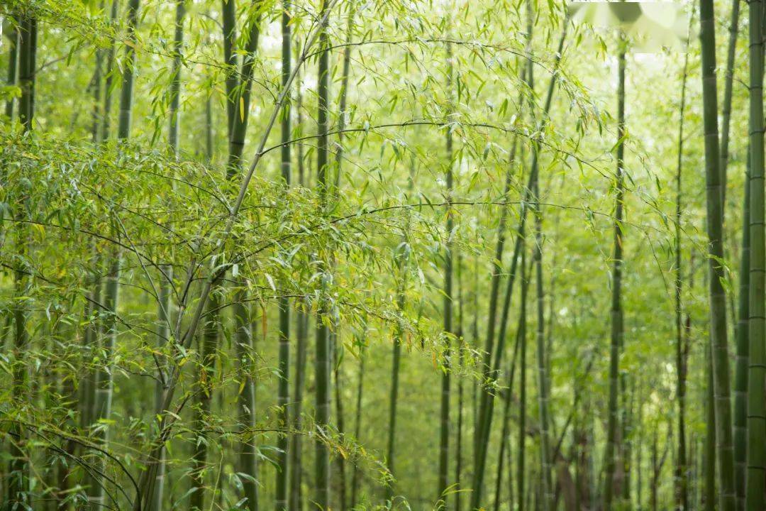 竹林深处有人家_青竹_小院_竹风