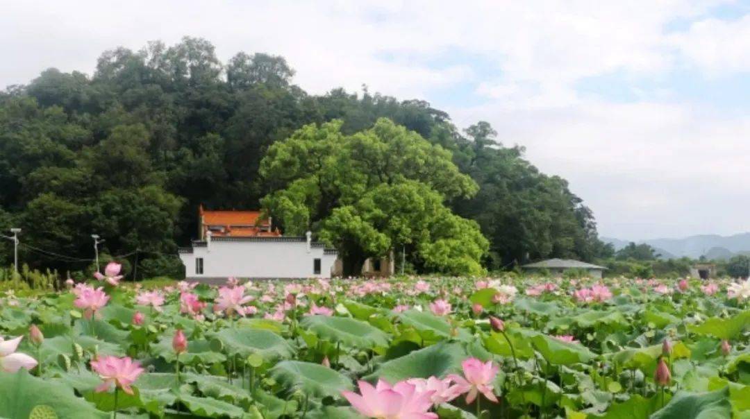 近日,贺州市钟山县钟山镇杨岩村太空莲种植基地的莲花盛开,基地变成了