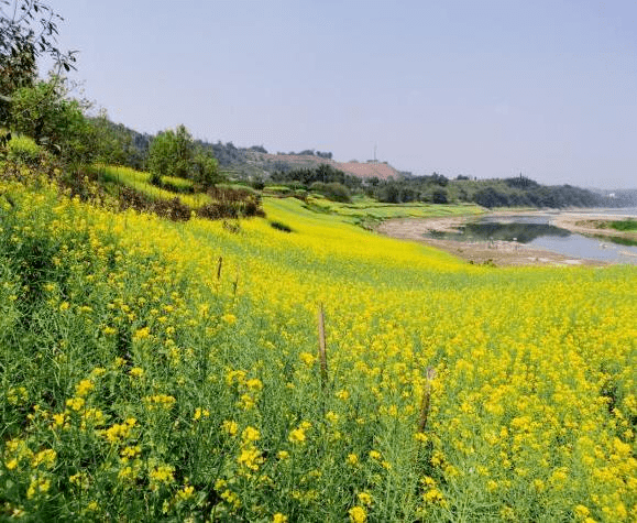 增收1200餘萬元,助推了鄉村振興,收到了良好的經濟,環境和社會效益