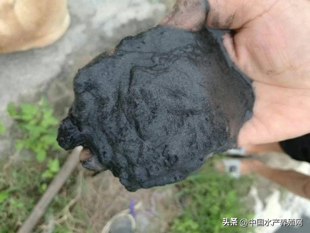 热到爆 鱼塘全军覆没的惨剧频发 缺氧只是表象 最大的问题可能在底部