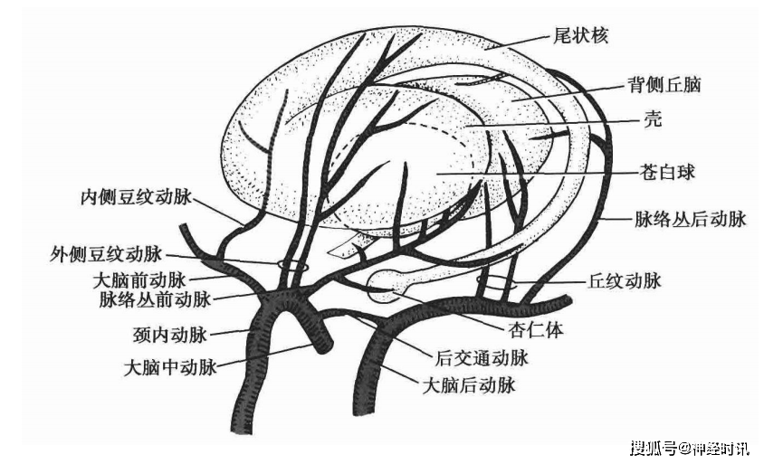 脑膜垂体干动脉走行图图片