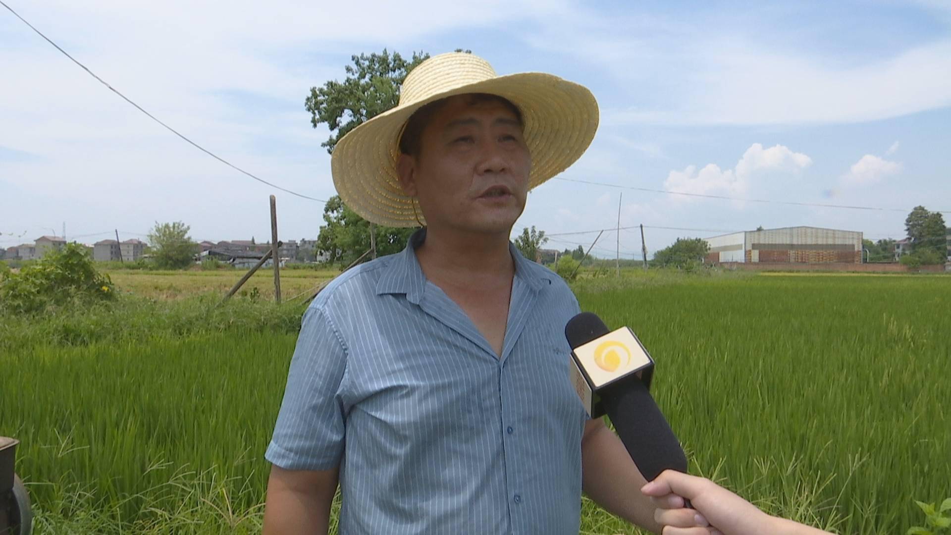 南昌县蒋巷镇:全力做好抗旱保收工作_影响_生产_陈雪根