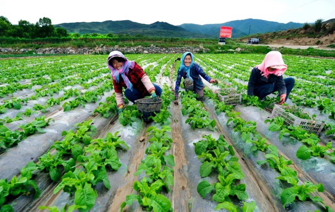 推动产业优化升级,全市每年新增高原夏菜种植面积3万亩以上,设施农业