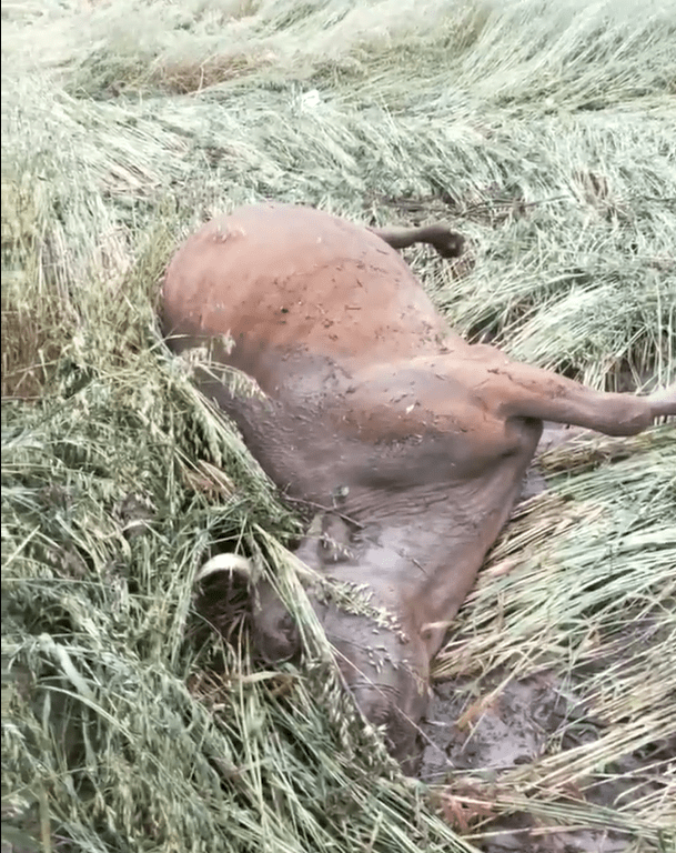 西宁山洪已致16人死亡36人失联！