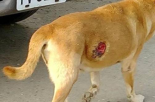 流浪狗遭弹弓围攻,被打成筛子,5厘米血窟窿让人气愤_狗狗_吹箭_动物