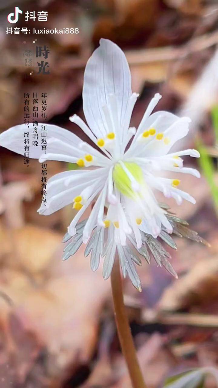 你好春天,白色冰凌花!