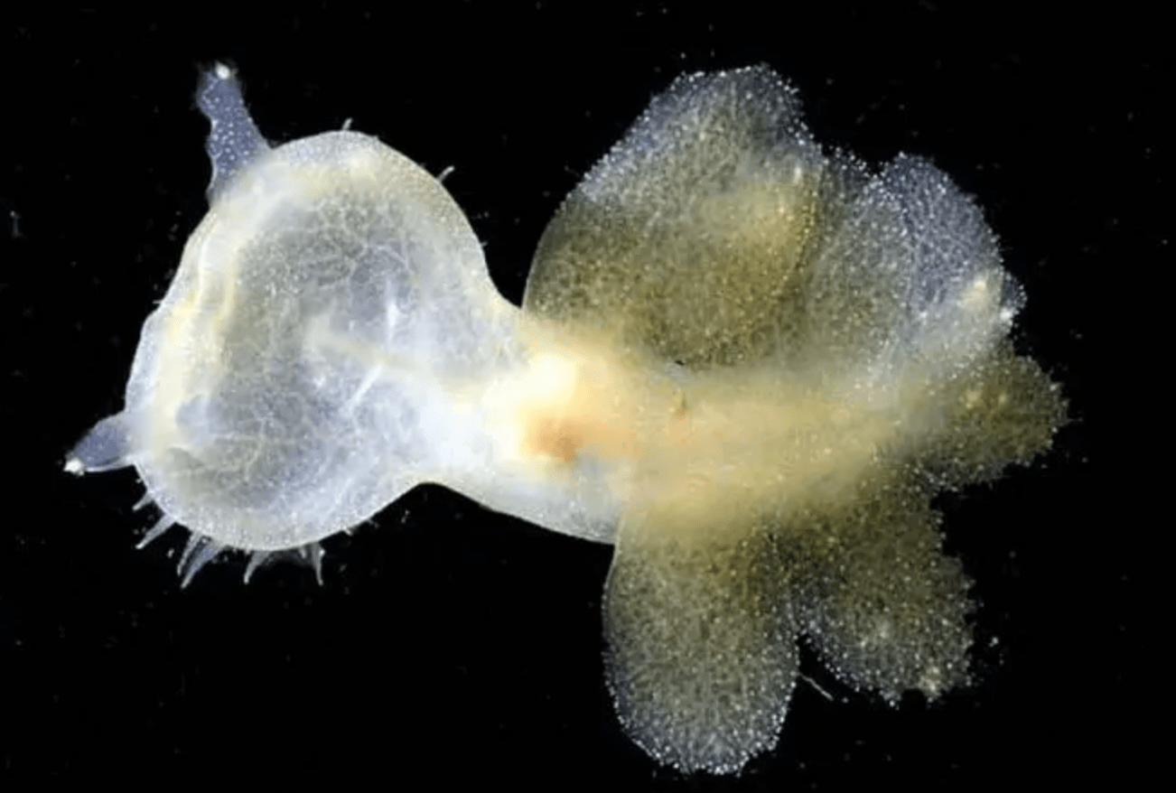 海蛞蝓:我有满满的逃生技巧这些猎食者在尝到当中