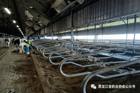 奶牛再生垫料卧床管理