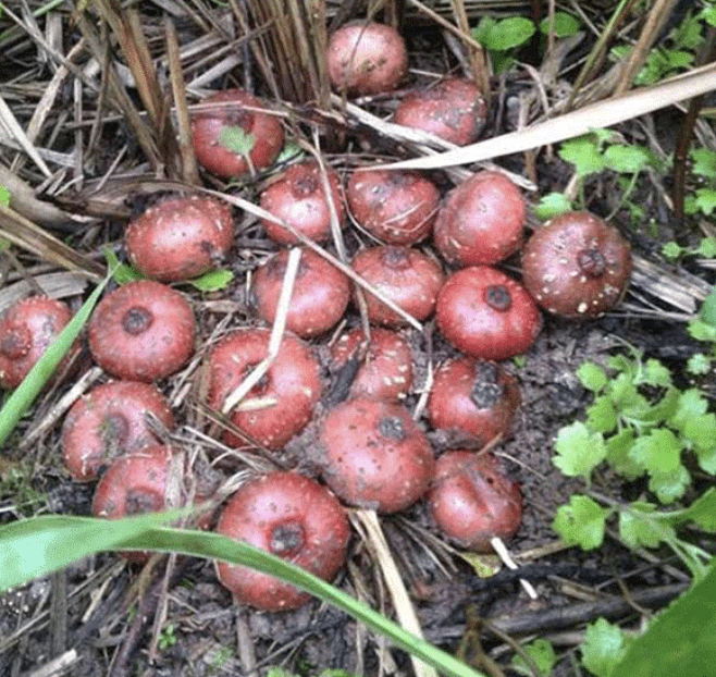 在很多资料里都记载到了野地瓜,是一种有着药用价值,绿化观赏价值的