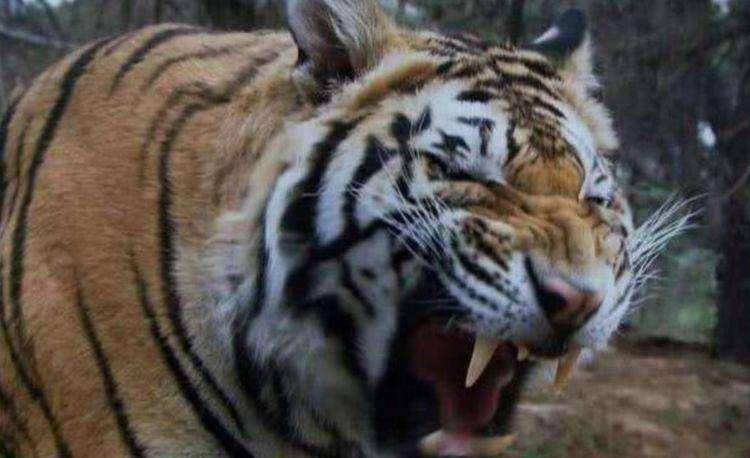 面对伤人猛兽,人类不能再姑息退让_狗熊_唐女士_老虎