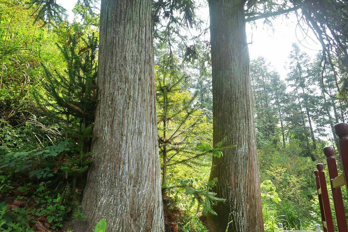 如今,这里只剩下两棵大杉树,两棵大杉树被村民称为"兄弟杉".