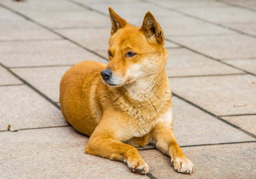 網民建議中華田園犬移除長沙危險犬隻目錄,長沙公安局