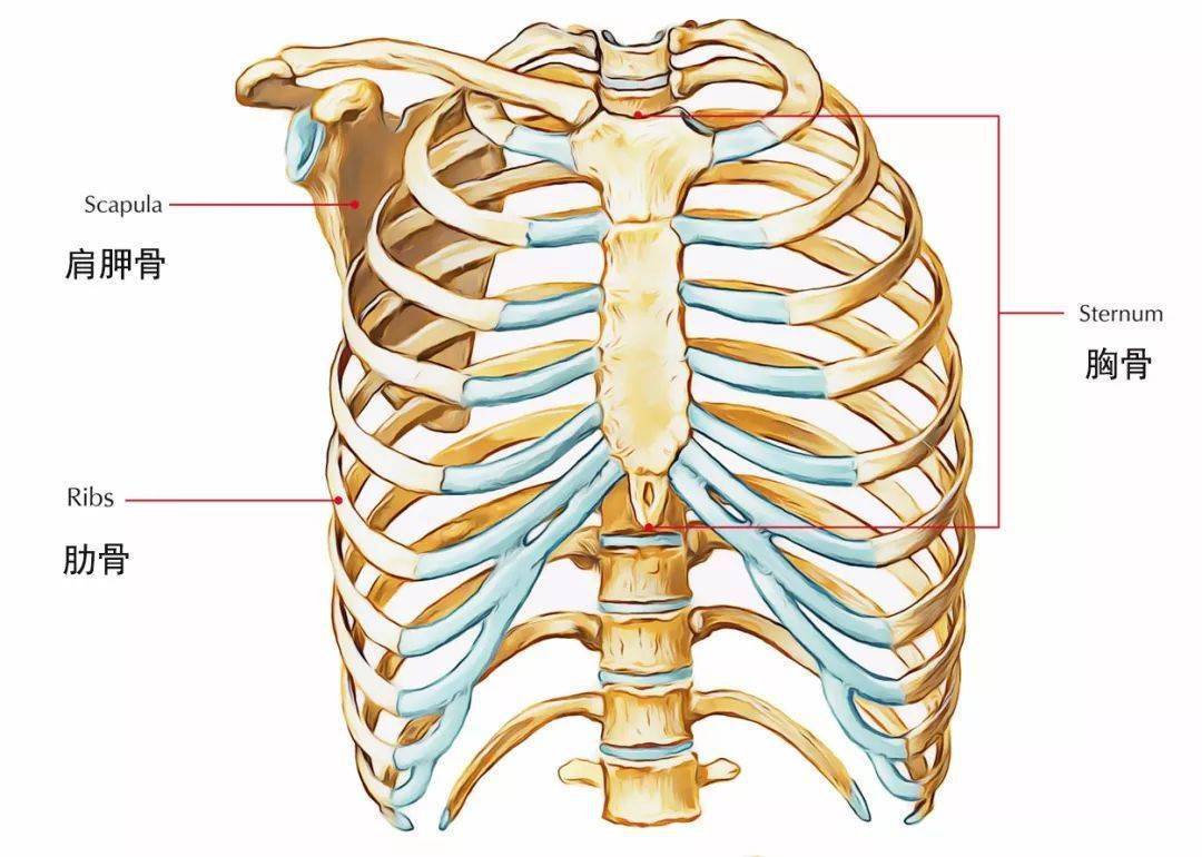 胸廓角度180啥样的图图片