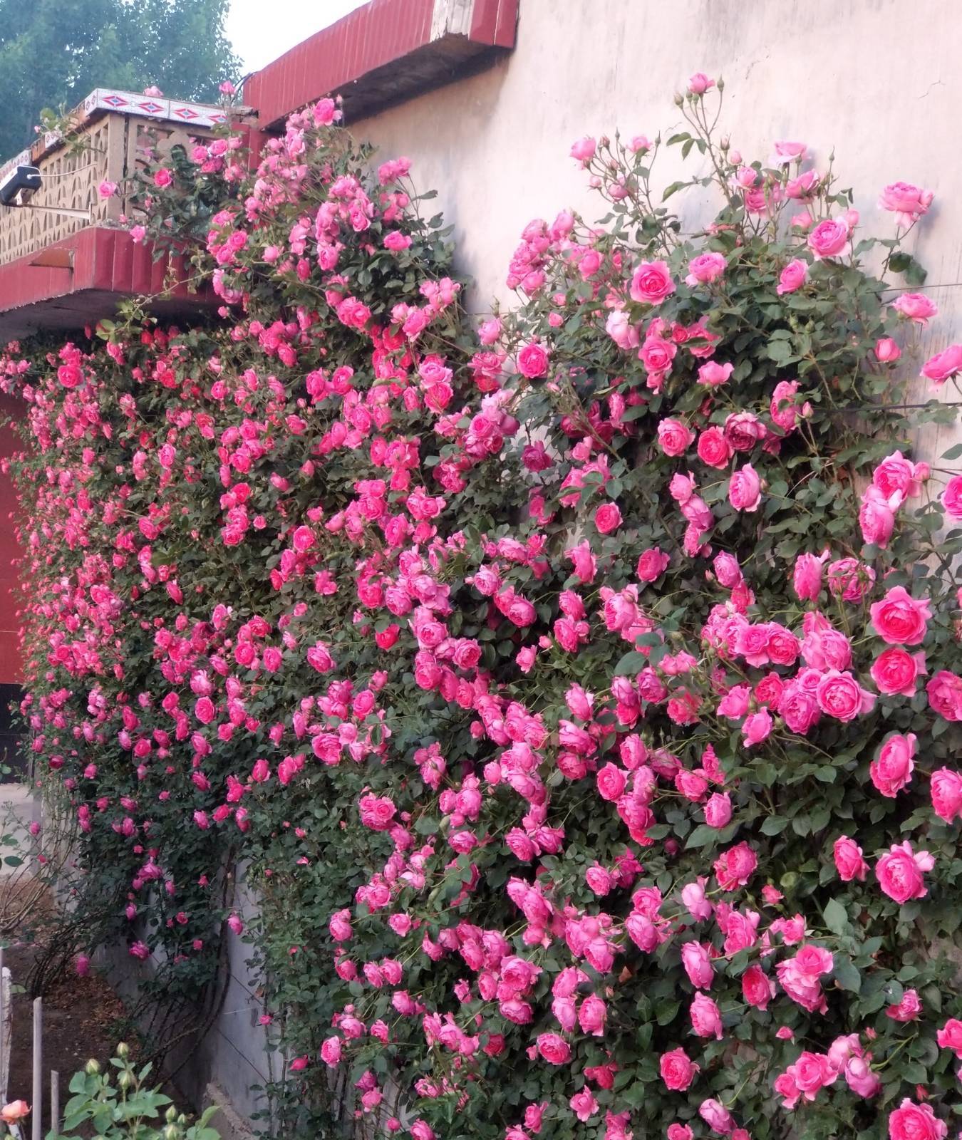 给你一片花海大游行同时又是非常爱开花的月季品种,花期远甚龙沙宝石