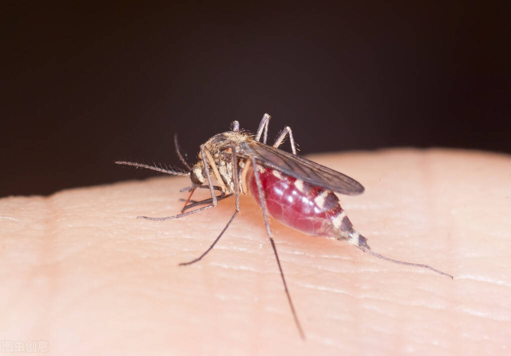 2,蚊子怕缺水蚊子的幼虫,蛹都是在水中发育的,如果没了水即使温度合适