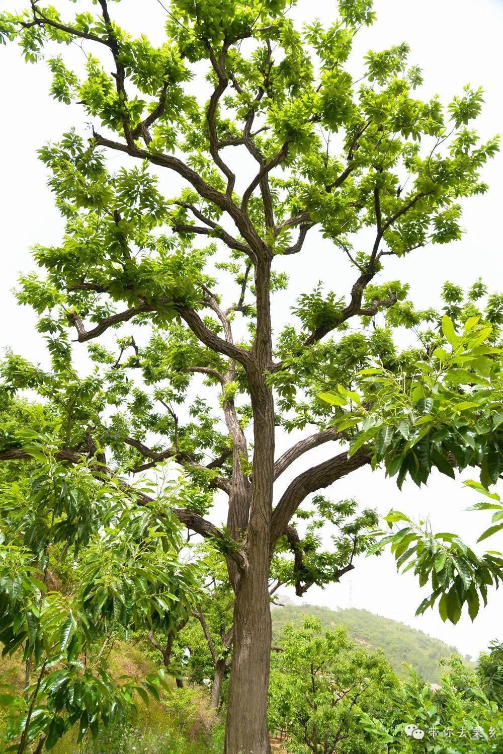 "迁西有我一棵板栗树"全球板栗认养活动来了!_国控_年产量_保底