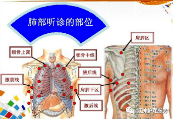 背部肺位置示意图图片