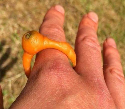 世界上最奇葩的红萝卜:图2我忍,图3我忍,图4我真的不能再忍!