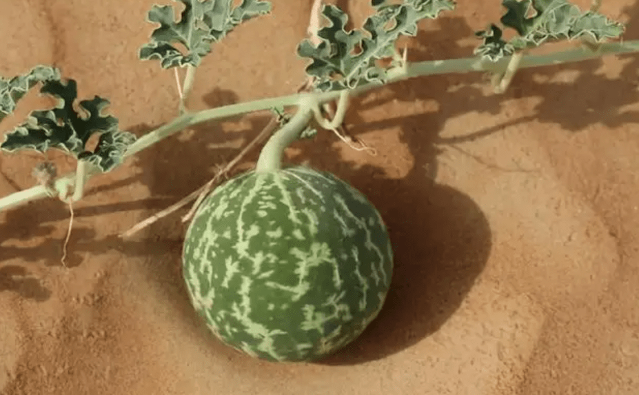 长在沙漠中的西瓜，为何渴死也没人敢吃？吃了后果十分严重