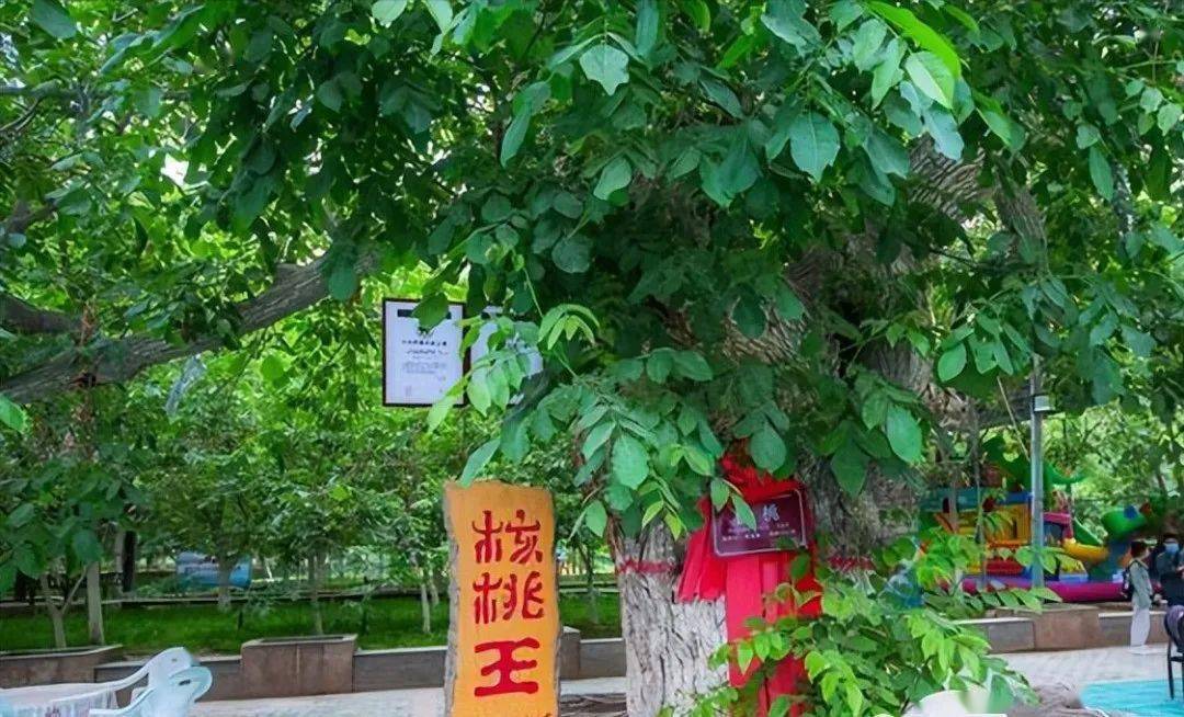 6,核桃七仙园.于叶城县上萨依巴格乡.