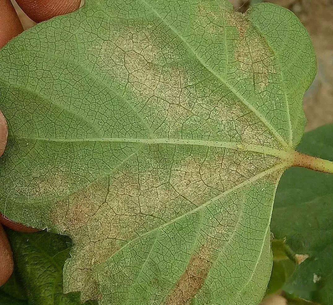 棉花后期红蜘蛛是防还是不防?_防治_棉田_危害