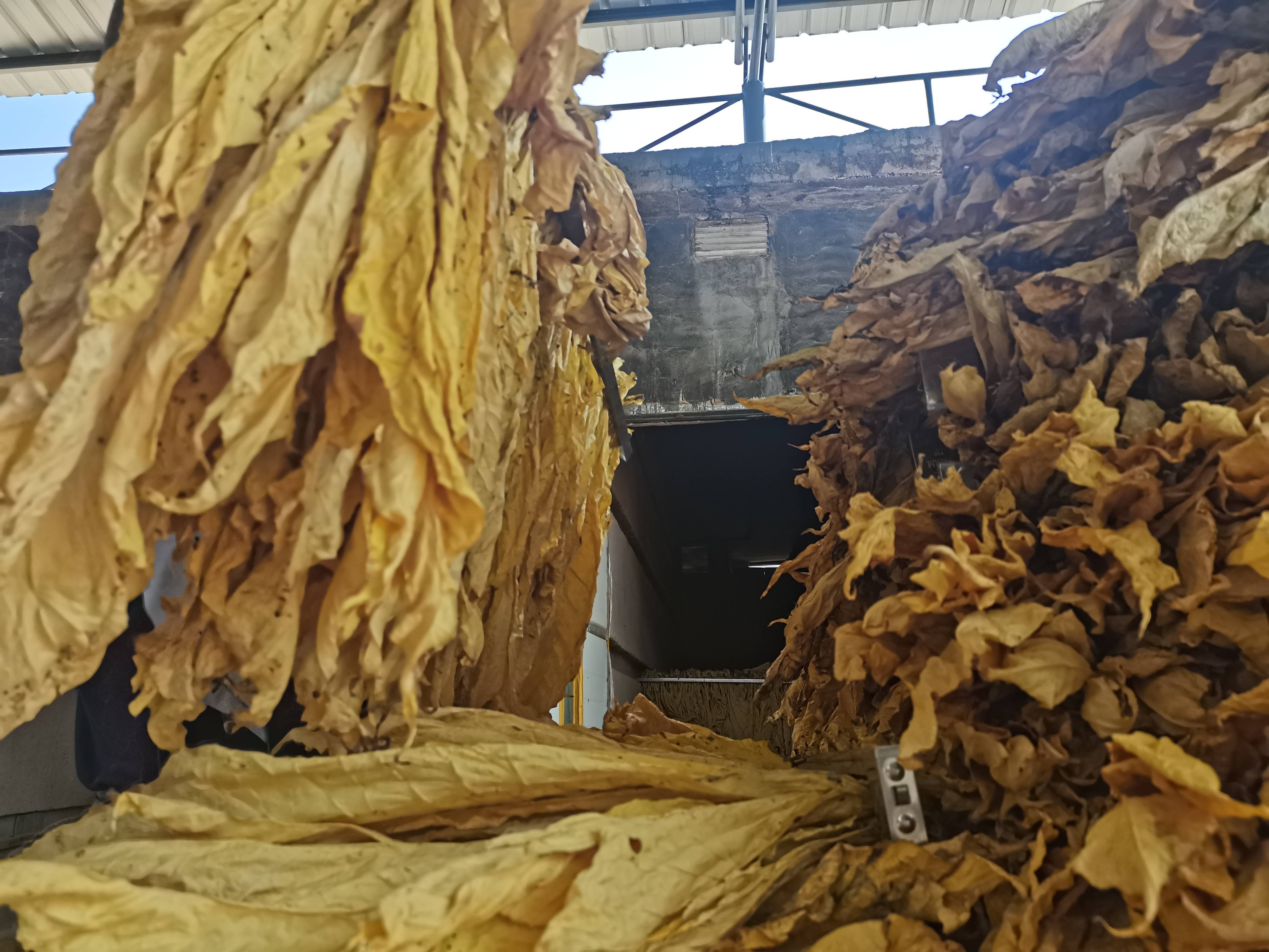 岑巩县水尾镇:六百亩烟叶丰收 烟农忙碌赶"烤"_烤烟_种植_政策