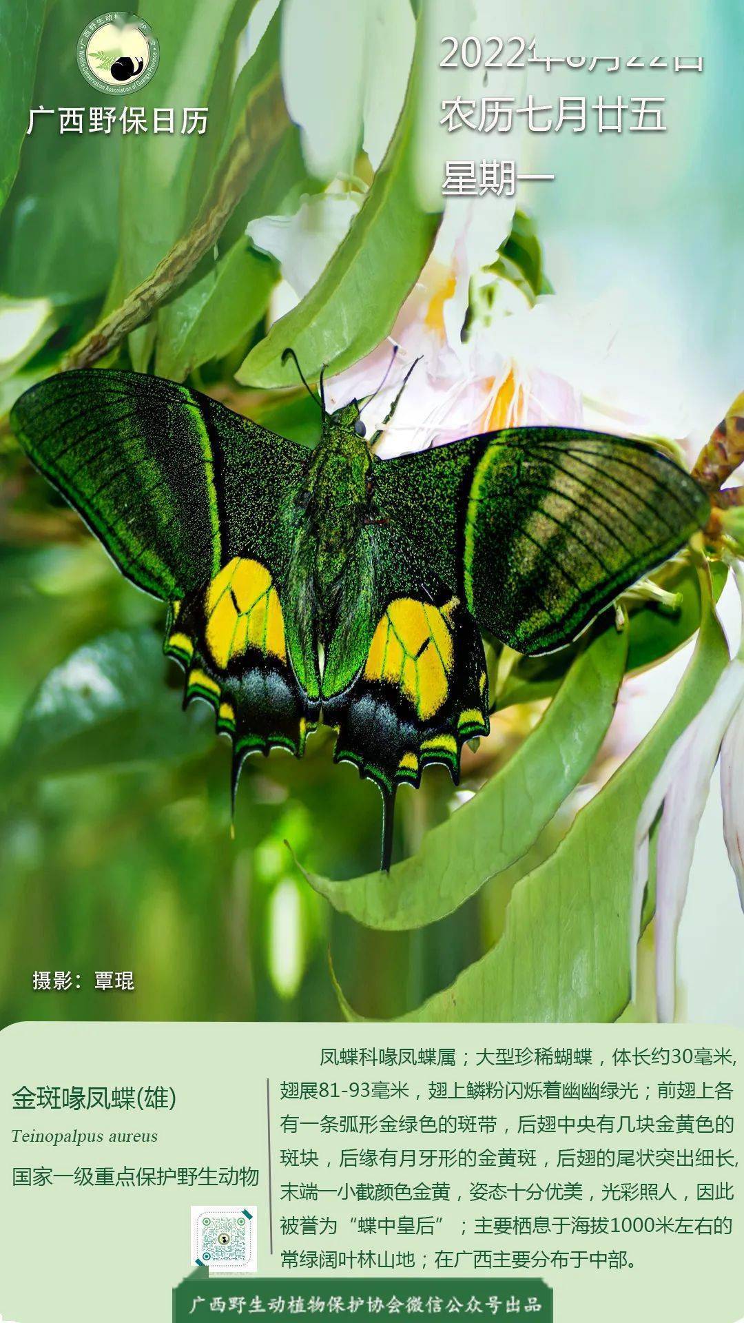 【广西野保日历】金斑喙凤蝶(国家一级保护动物)_微信_公众_来源
