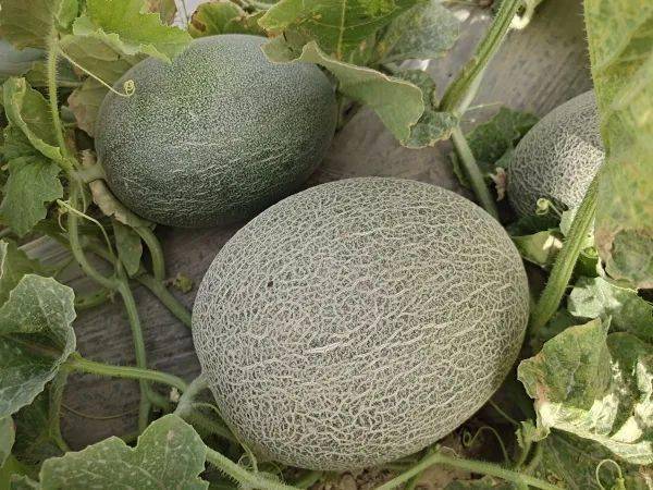 若羌 哈密瓜丰收香四溢百姓日子 甜蜜蜜 种植 马伊力 麦麦提 伊斯