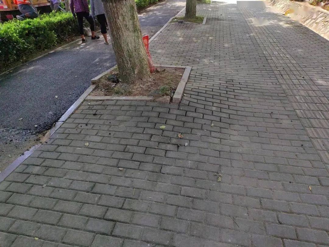 文明管养树标杆丨纠正"发力"树根,人行道"大变样"_整改_地砖_组成部分