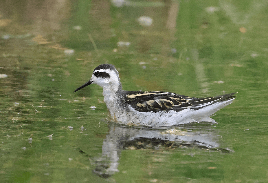 红颈瓣蹼鹬现身西宁_罗应刚_鸟类_李来兴