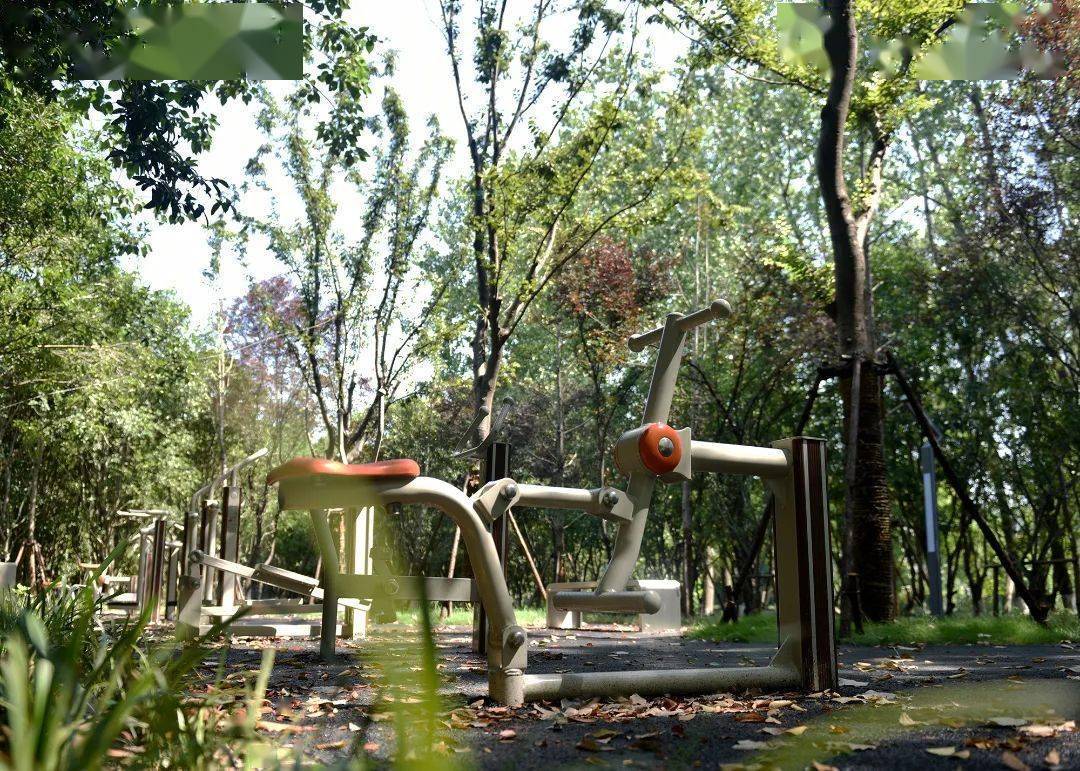 深具"网红"潜质,就在徐泾这个地方_公园_沙林_林地