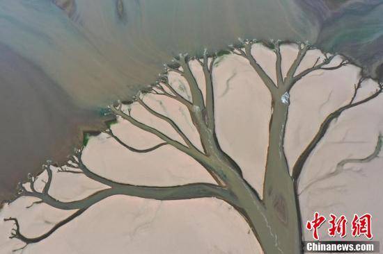 江西鄱阳湖水位持续走低 湖区现“大地之树”景观
