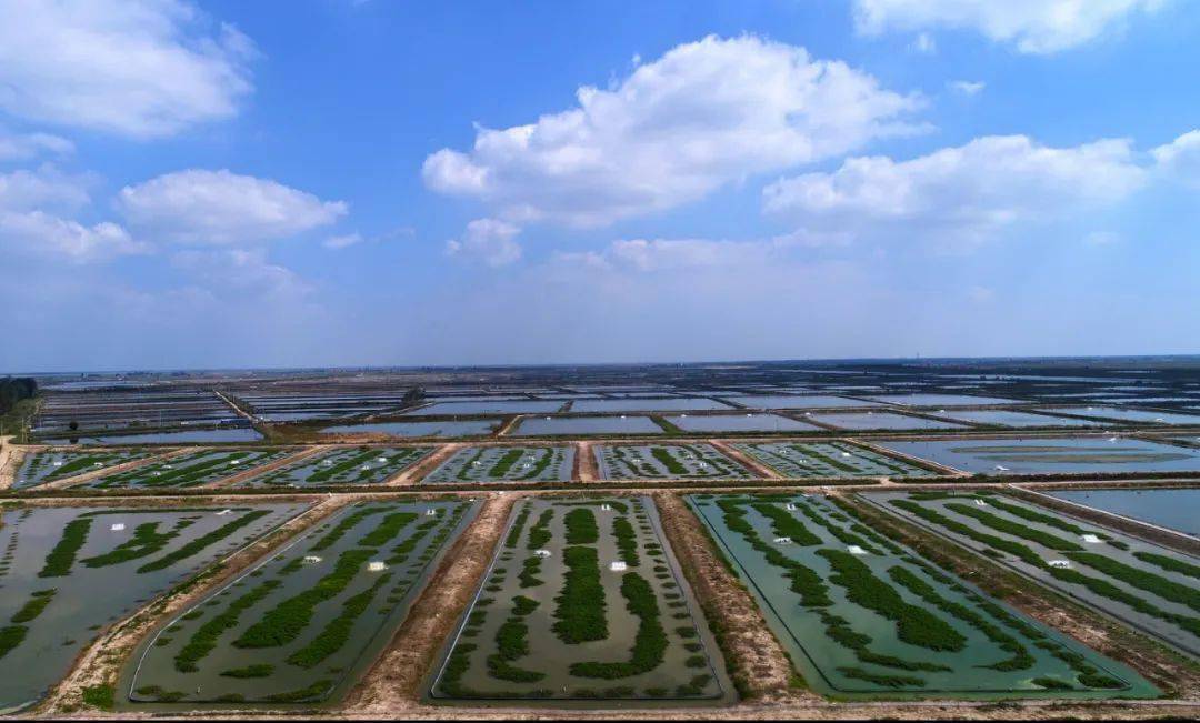 黄河口大闸蟹 鲜甜肥美