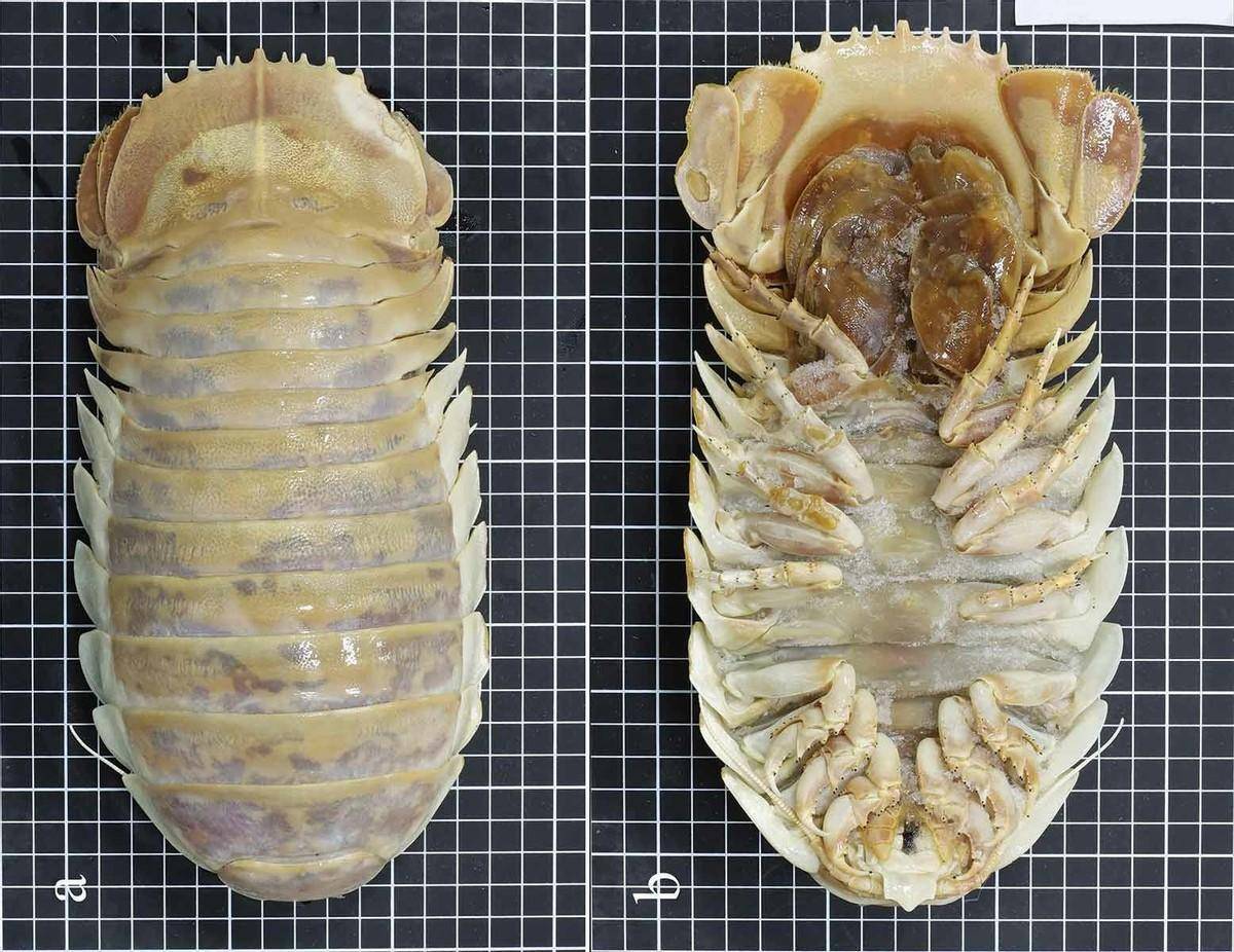 巨型尺寸的深海怪物,長得像外星生物,不吃不喝最長可以存活5年_大王_