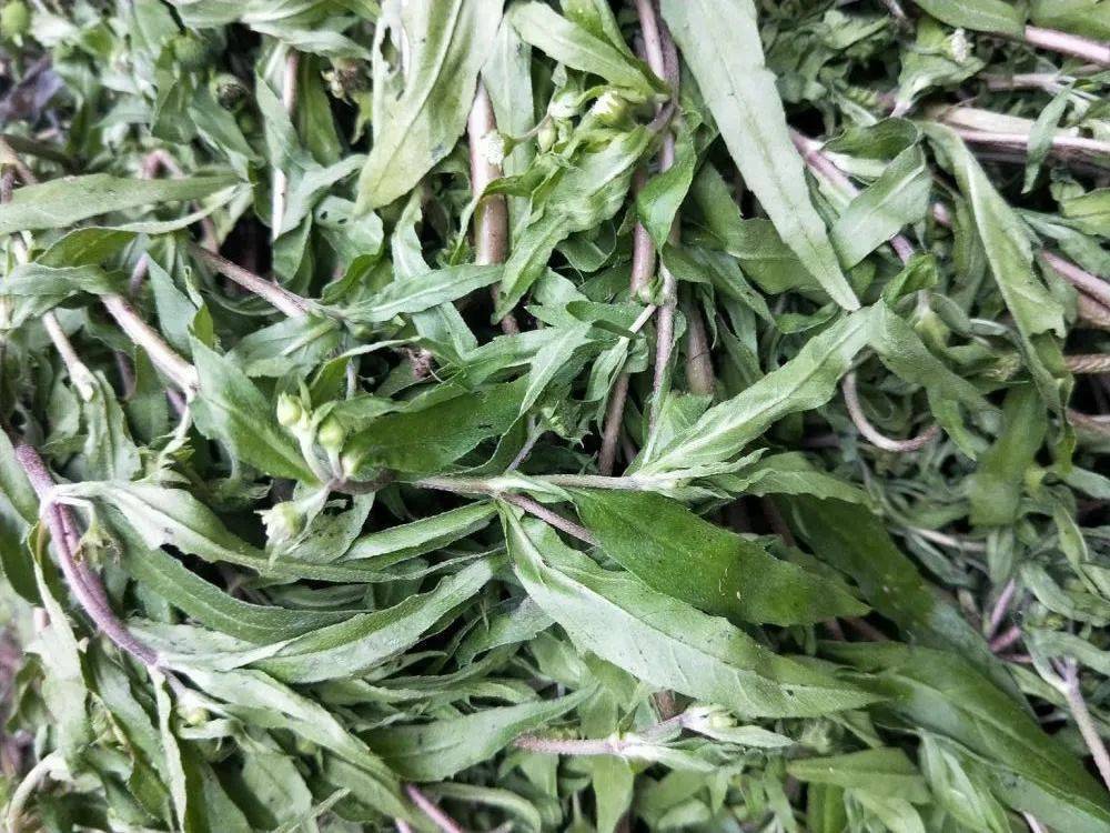 水田边常见的杂草,不止可以喂猪,煮水洗头还很有用,民间俗称"黑发草"