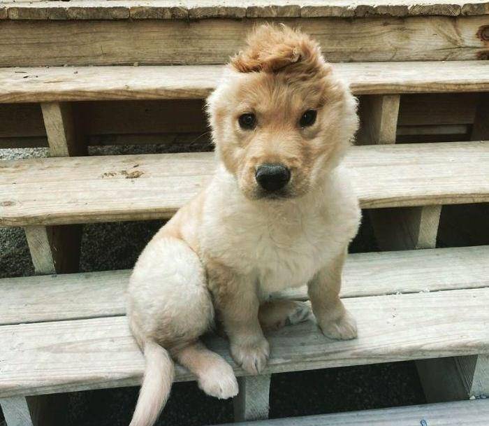 每天一个小造型,成功就是这么朴实无华_发型_耳朵_狗头