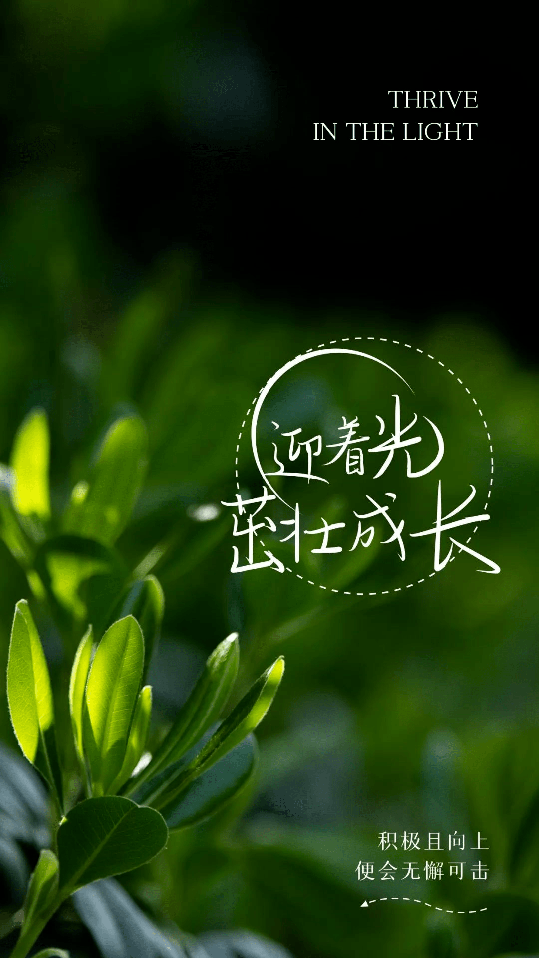 早安发圈超赞文案图片 | 人生有两种境界,一种痛而不言,一种笑而不语