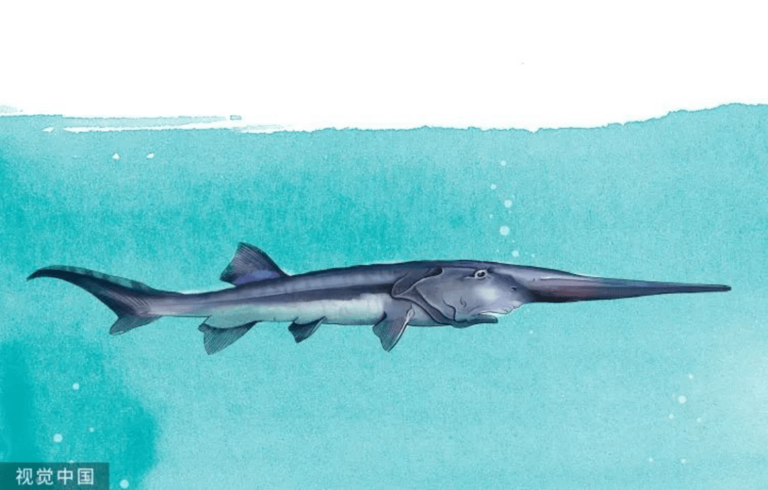 希望下次相遇,我们分别不说再见_白鲟_长江_保护