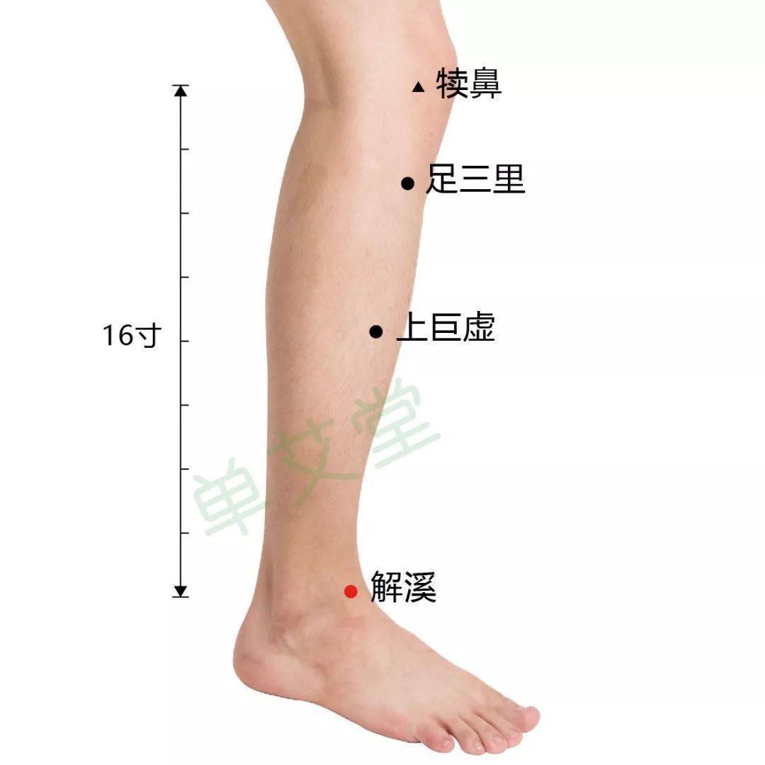 解溪穴位于小腿与足背交界处的横纹中央凹陷处,属于足阳明胃经穴,是