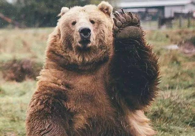 棕熊乔伊得了白化病,冬眠时被动物保护协会发现,屡次被送去北极_森林
