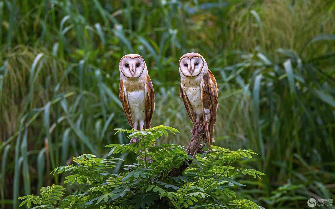 光影中国网"鸟类摄影"栏目一周作品精选(116)_大阳_李建国_大连
