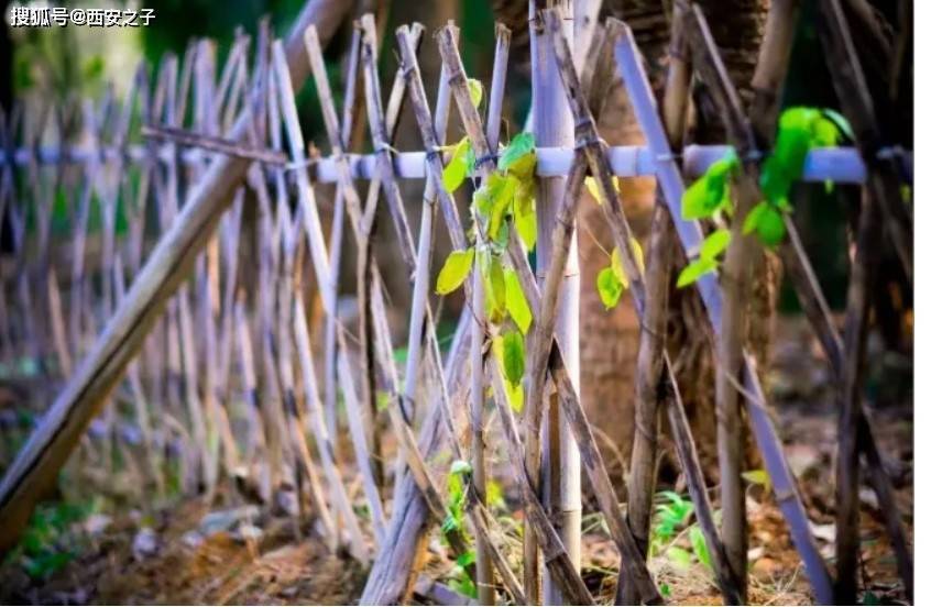 张星利||篱笆,这是"樊"最自然的状态——"樊"的释义_鸟笼子_樊篱_鸟儿