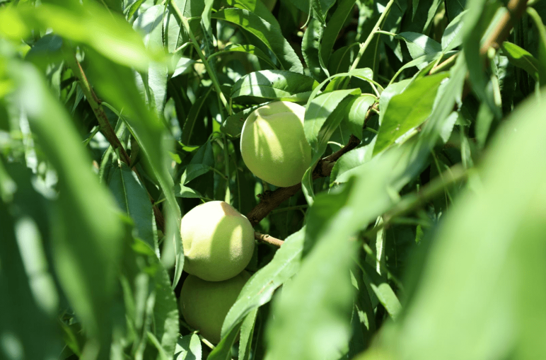 金秋丰收季,马西蜜桃迎中秋_桃子_新月_味道