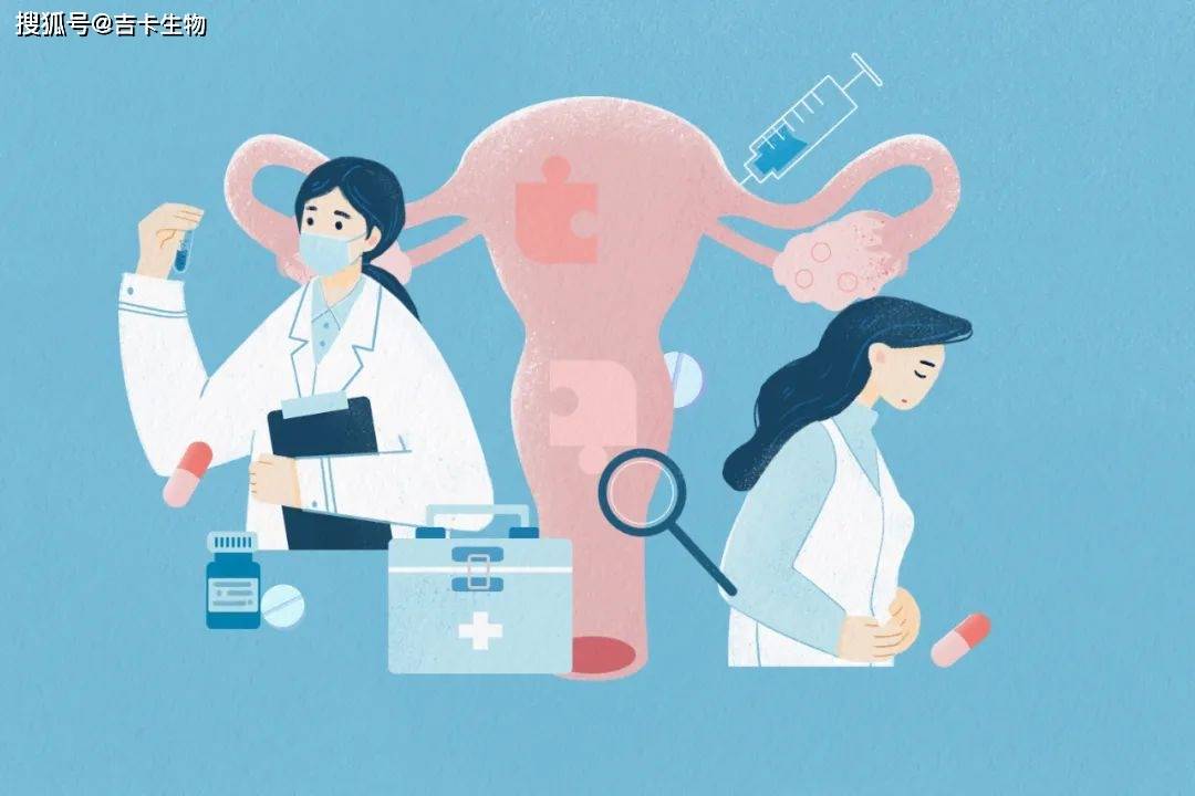 关于男女人生殖器神经的信息-第2张图片-鲸幼网