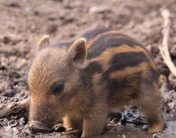 猪也有感情,小疣猪被送到动物园后,因思念主人,选择自杀_rooty_animal
