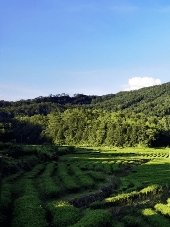 武夷山燕子窠生态园图片