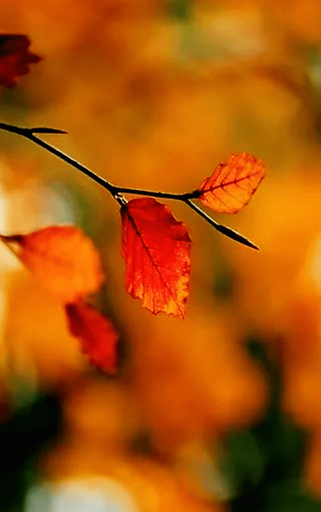 遥远的天边有雨的思念,你在天边,又仿佛在眼前.